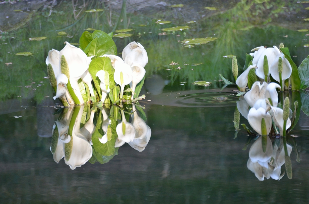 水芭蕉とウシガエル