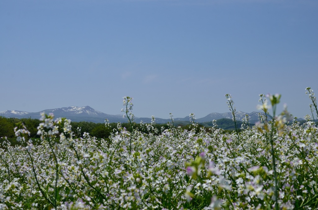 だいこんの花