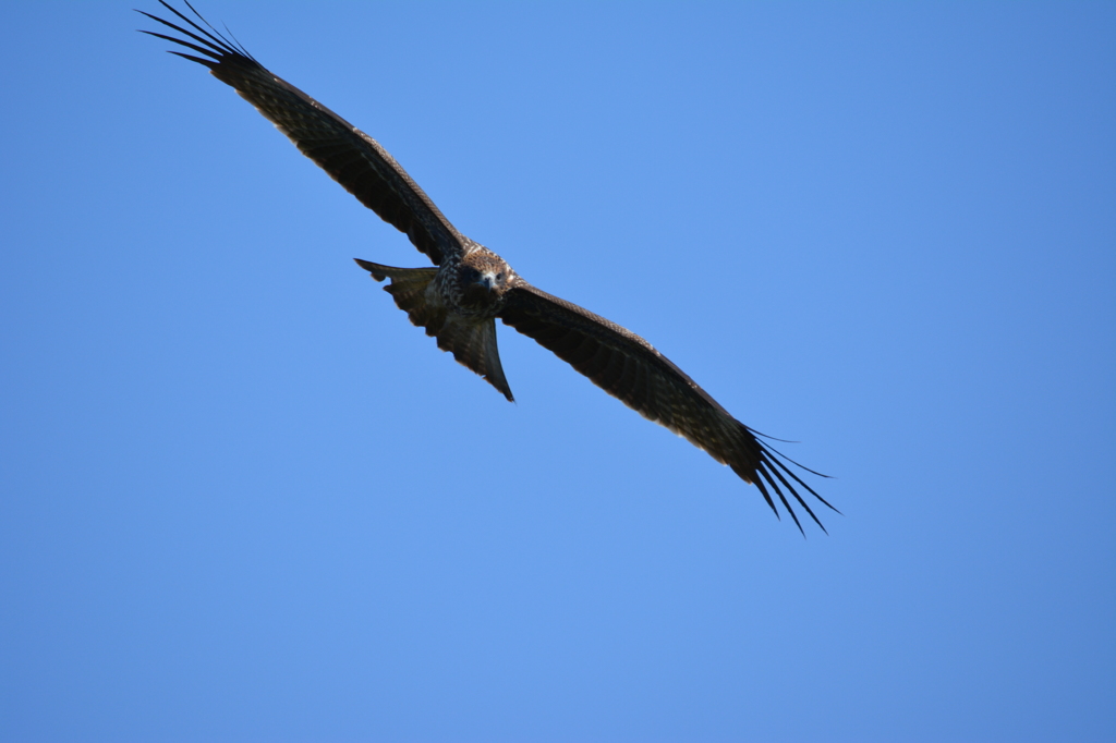 空の公園から、獲物を狙う