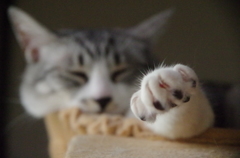 指毛でも撮ってな
