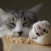 指毛でも撮ってな