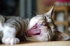 ふぁわわ