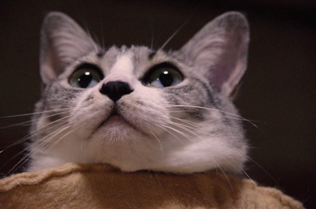 あごのせ