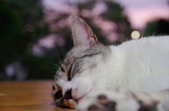 夕涼み