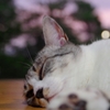 夕涼み