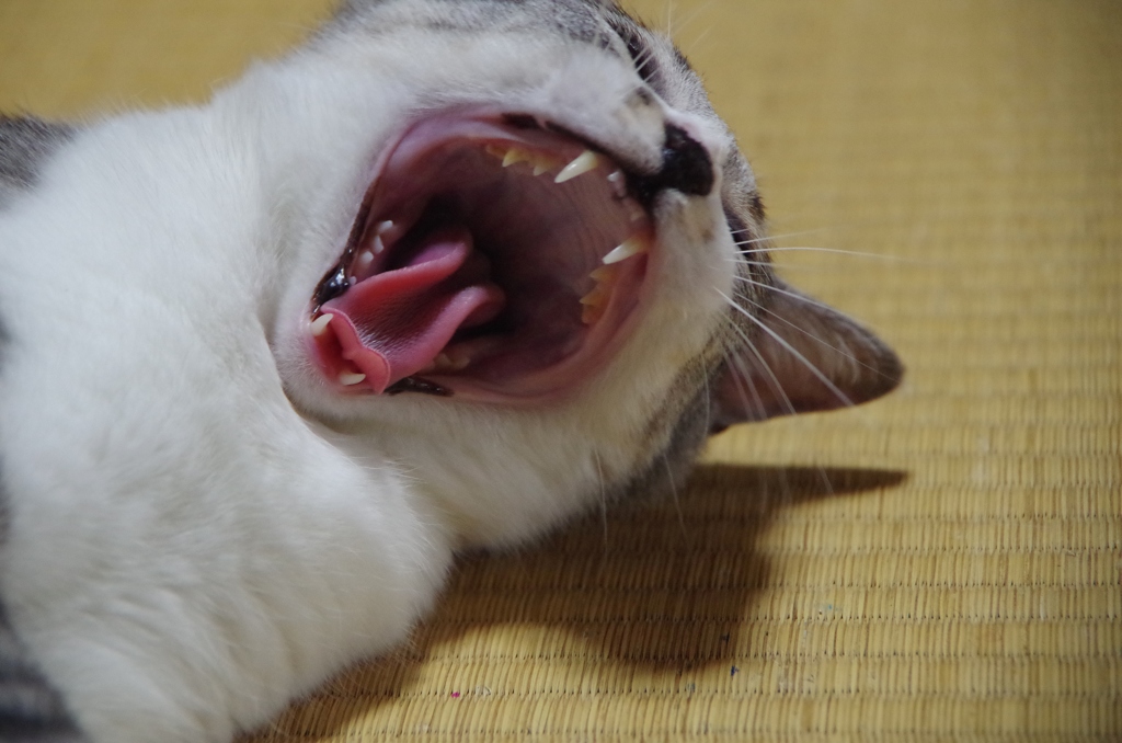あががが