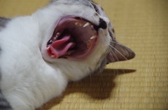 あががが