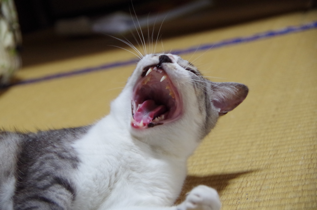 あがが