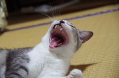 あがが