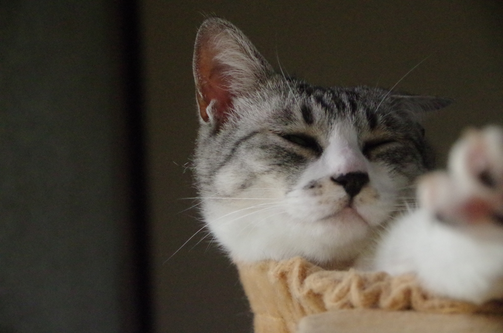 もう眠らせて～