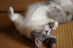 どこ？ねずみどこ？