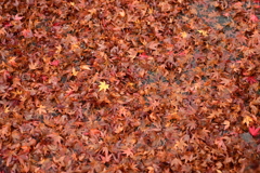 夫婦で紅葉狩り