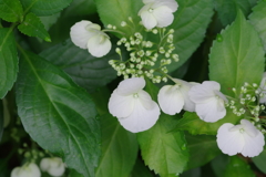 以前の母の日のプレゼント