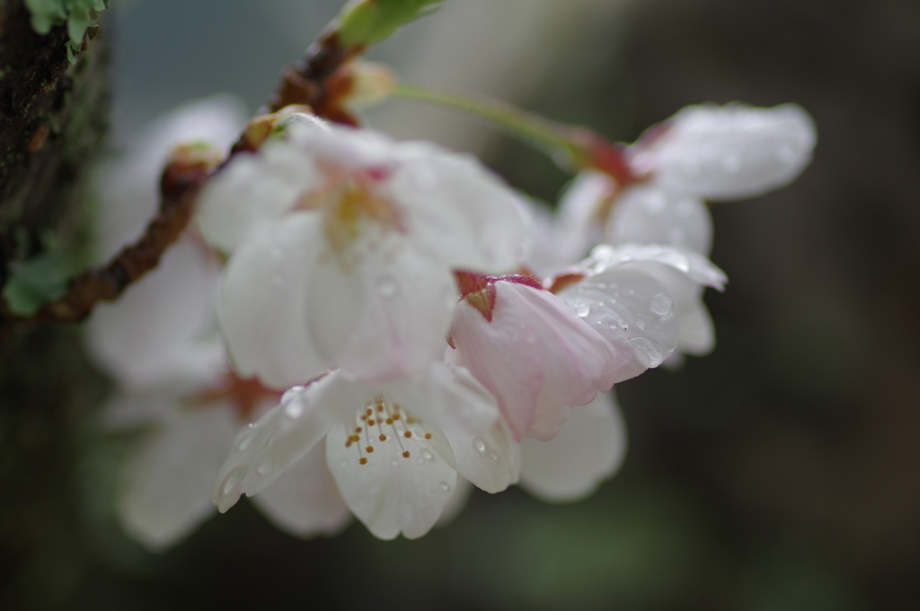 雨上がり一人でお花見