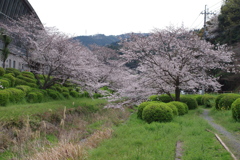 続花見は写真で