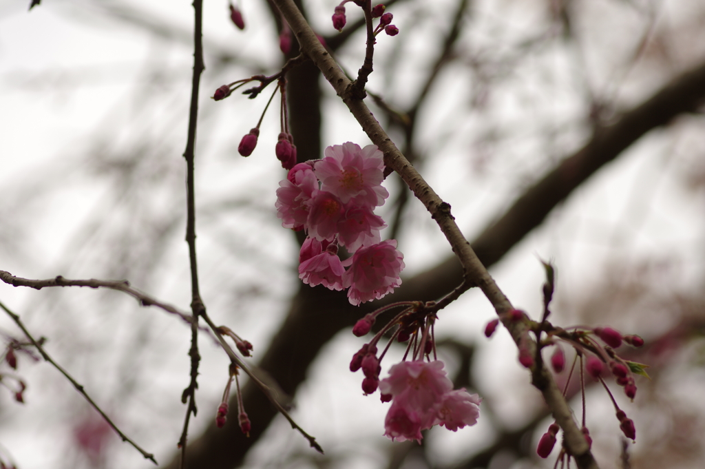 雨上がりお花見2021
