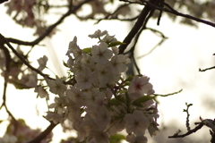 夕暮れ花見