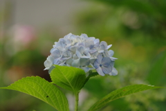 梅雨と紫陽花