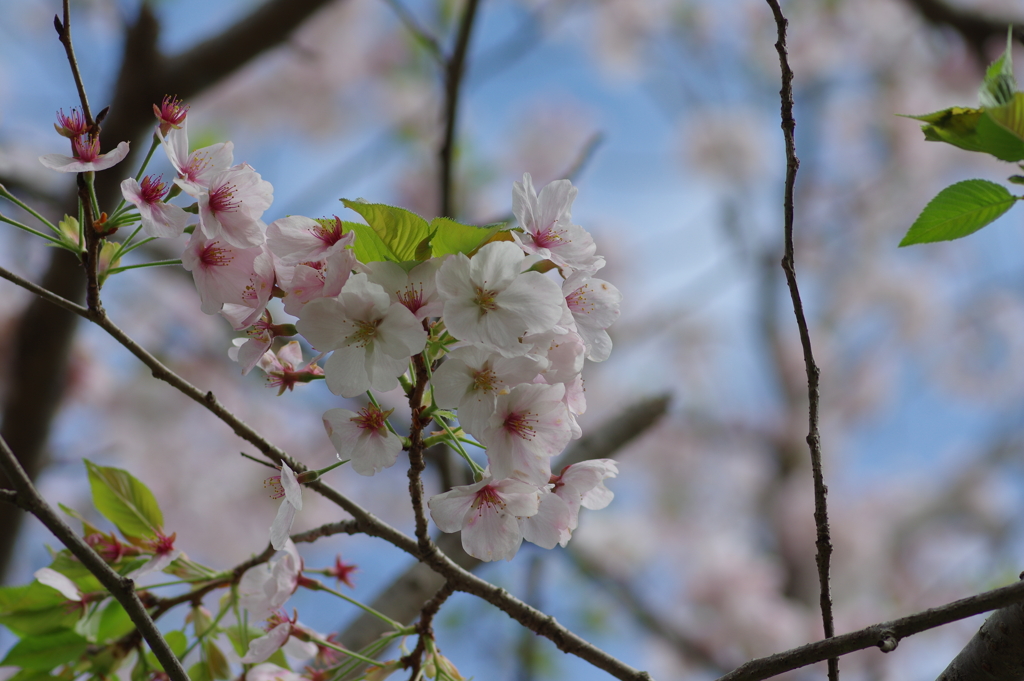 雨上がり一人でお花見