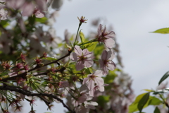 今年の桜は見頃が撮れず