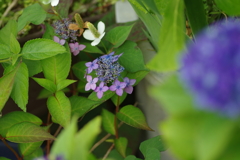 庭紫陽花