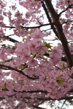 河津桜