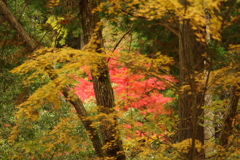 紅葉狩り２０２１