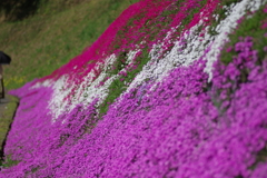 大道理の芝桜