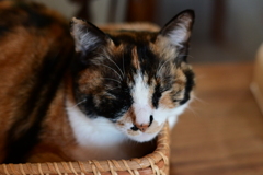 山猫軒