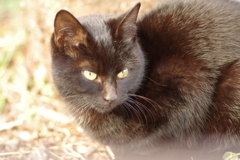black cat