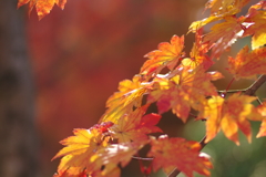 伊藤公記念公園の紅葉