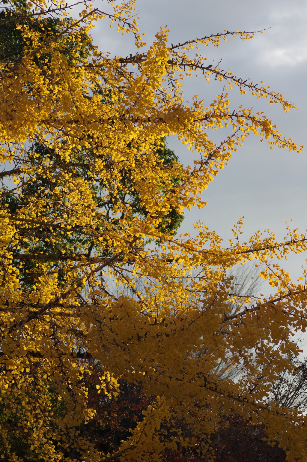 今年は家族で紅葉狩り
