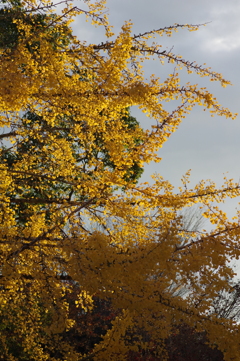今年は家族で紅葉狩り