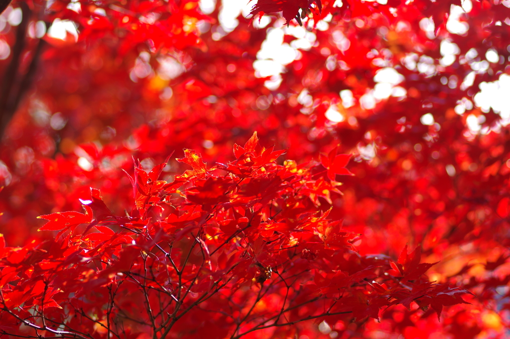 伊藤公記念公園の紅葉