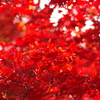 伊藤公記念公園の紅葉