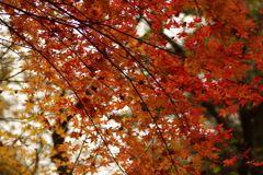 紅葉狩り２０２１