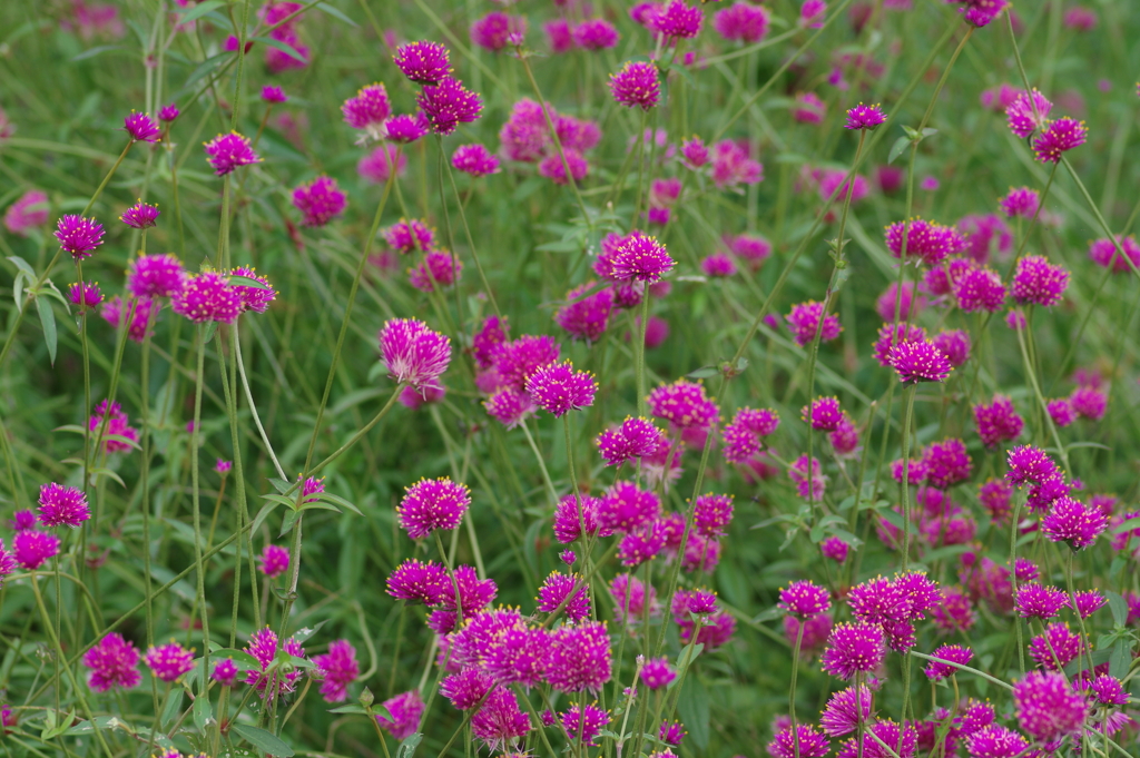 やまぐちフラワーランド