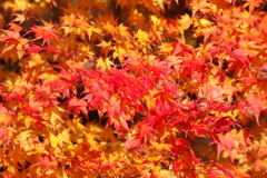 伊藤公記念公園の紅葉