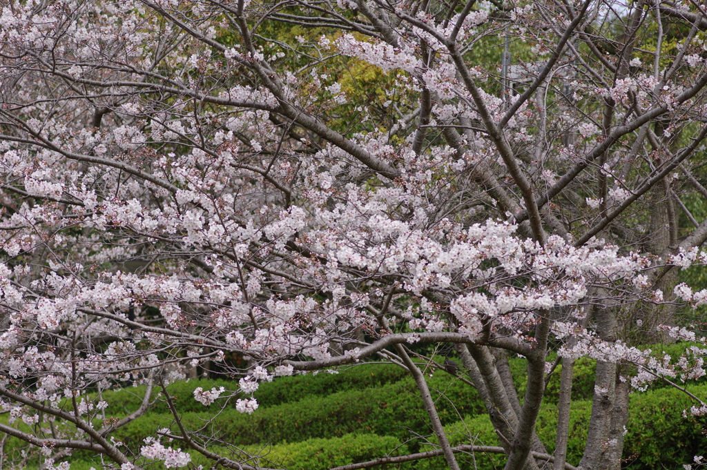 続花見は写真で