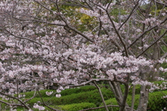 続花見は写真で