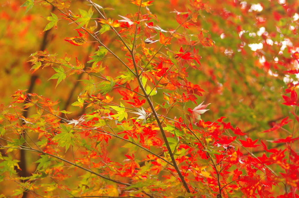 紅葉狩り２０２１