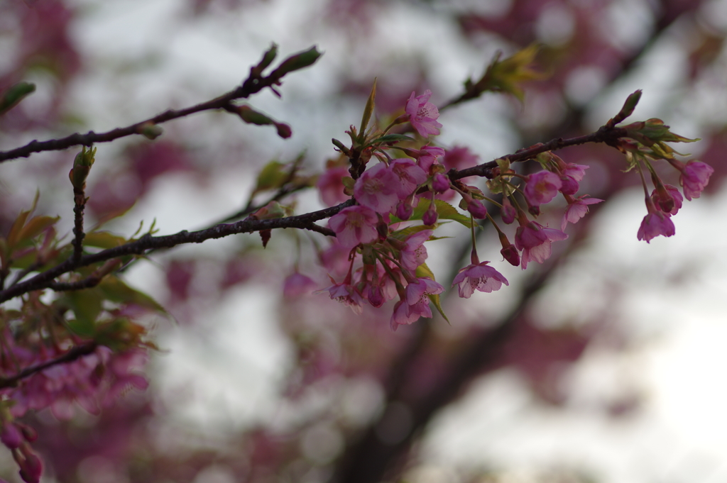 家族で河津桜