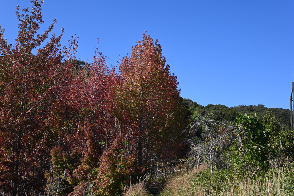 スポーツ公園内でウォーキング撮影