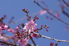 親子で花見散歩