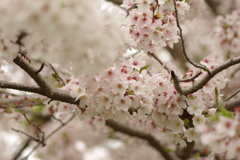 雨上がりお花見2021