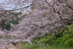 続花見は写真で