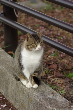 あれどこいった？
