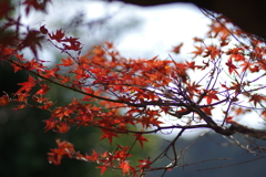ようやく色づいた庭紅葉