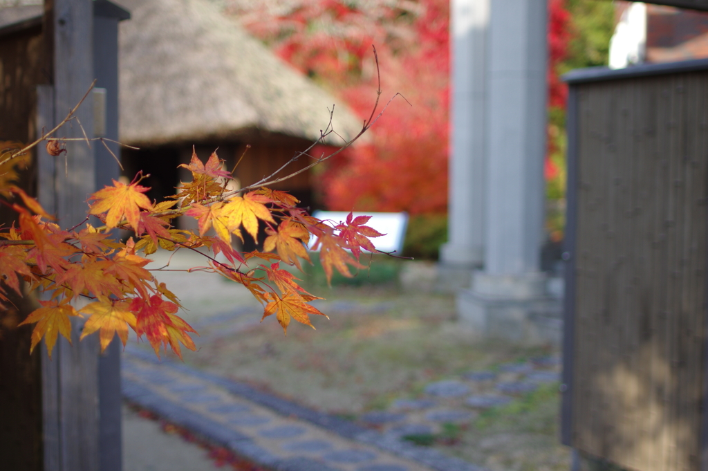 伊藤公記念公園の紅葉