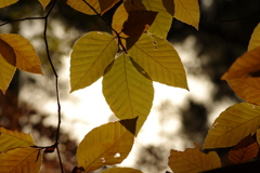 紅葉狩り